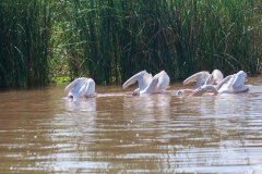 33-Dancing pelicans